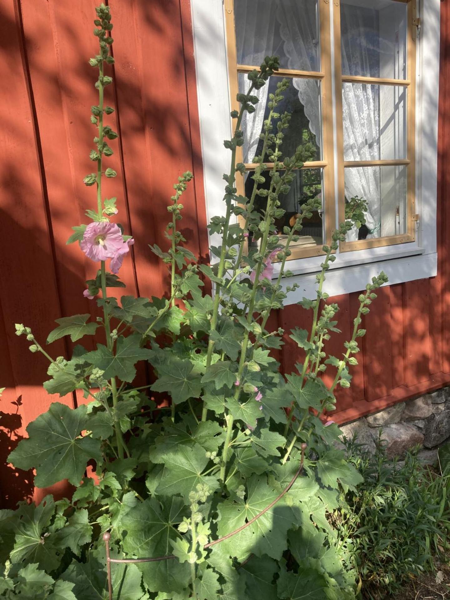 Thorstorps Gard B&B Soderkoping Exterior photo